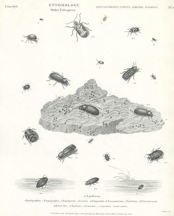 Entomology, beetles (coleoptera), 1804