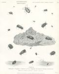 Entomology, beetles (coleoptera), 1804