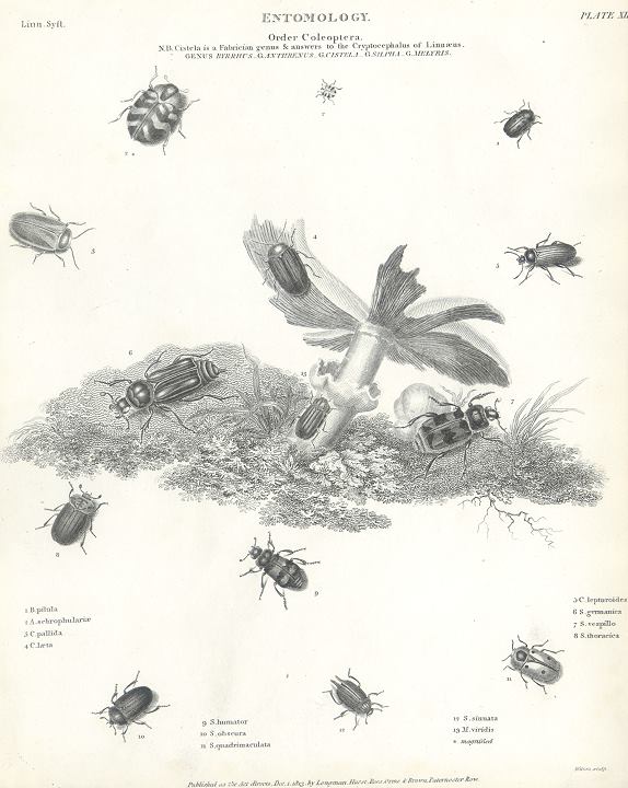 Entomology, beetles (coleoptera), 1804