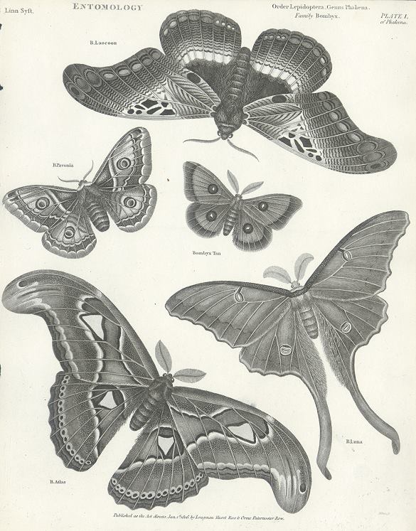 Entomology, Moths, 1804