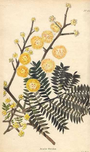 Acacia discolour, 1822