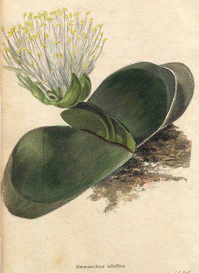 Haemanthus albiflos, 1822