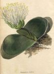 Haemanthus albiflos, 1822