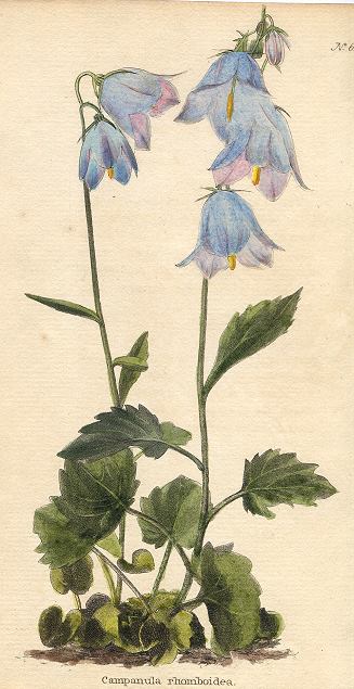 Campanula rhomboidea, 1822