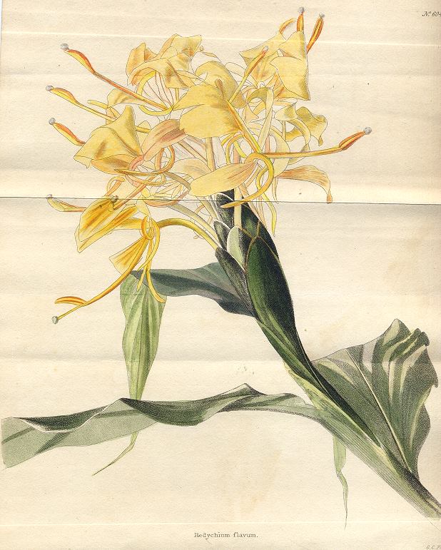 Hedychium flavum, 1822