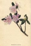 Rhododendron dauricum, 1822