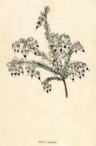 Erica pilosa, 1822