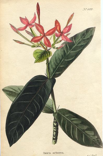 Ixora arborea, 1822