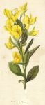 Rafnia triflora, 1822