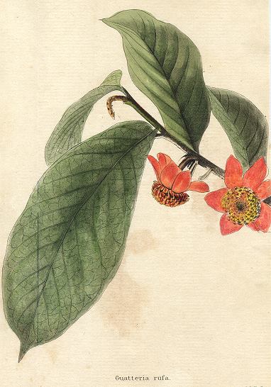 Guatteria rusa, 1822