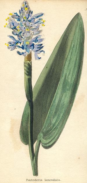 Pontederia lanceolata, 1822