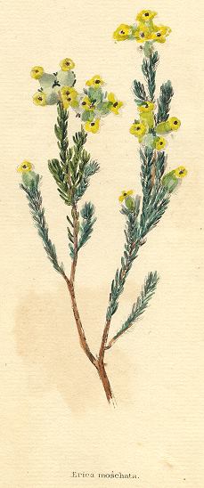 Erica moschata, 1822