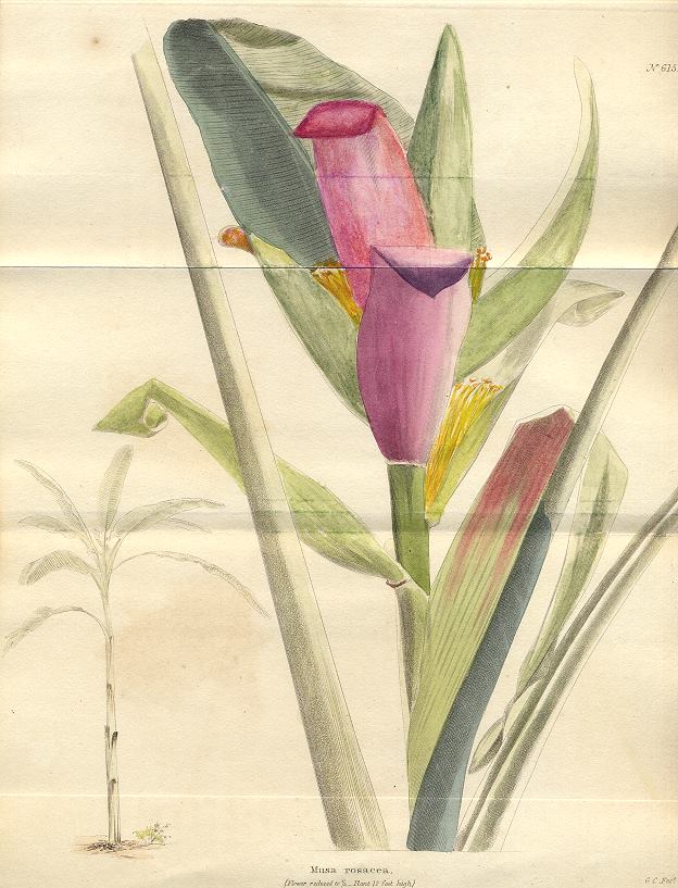 Musa rosacea, 1822