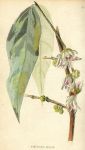 Calycanthus praecox, 1822