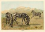 Zebras, 1895