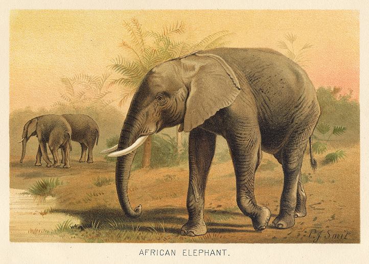 Elephant, 1895