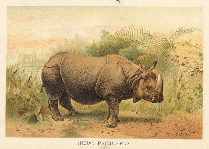 Indian Rhinocerous, 1895