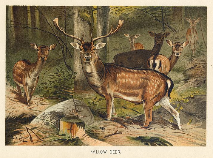 Fallow Deer, 1895