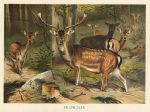 Fallow Deer, 1895