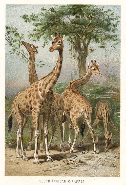 South African Giraffes, 1895