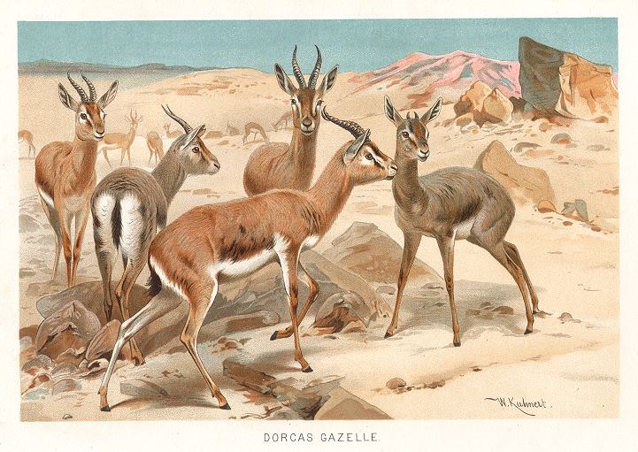 Dorcas Gazelle, 1895