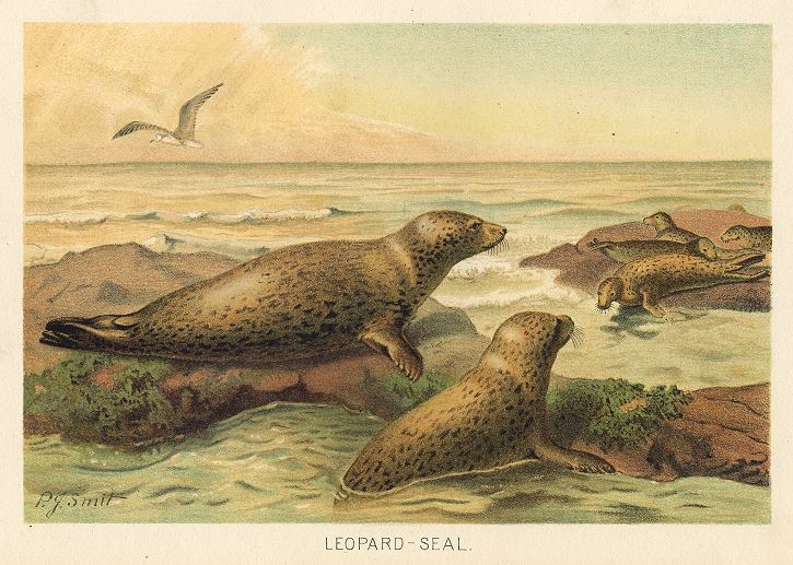 Leopard Seal, 1895