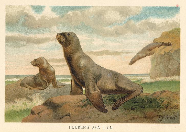 Hookers Sea Lion, 1895