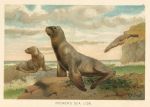 Hookers Sea Lion, 1895