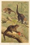 White Nosed Coati, 1895