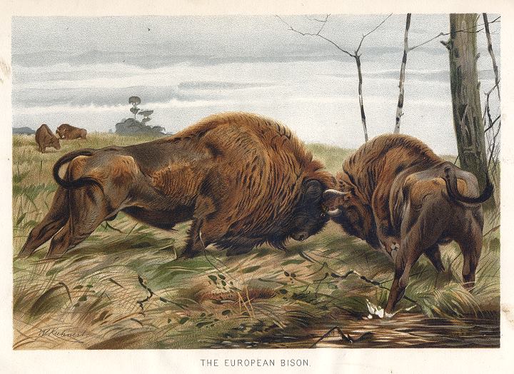 European Bison, 1895