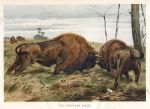 European Bison, 1895