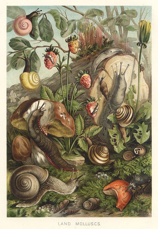 Land Molluscs, 1895