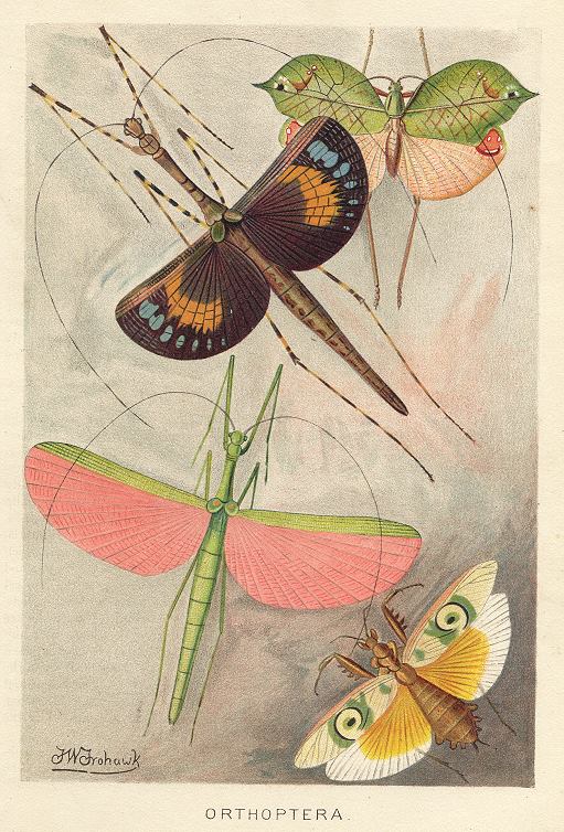 Orthoptera (stick insects), 1895