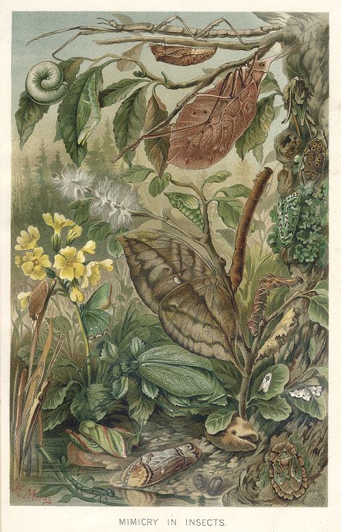 Insect Camoflage, 1895