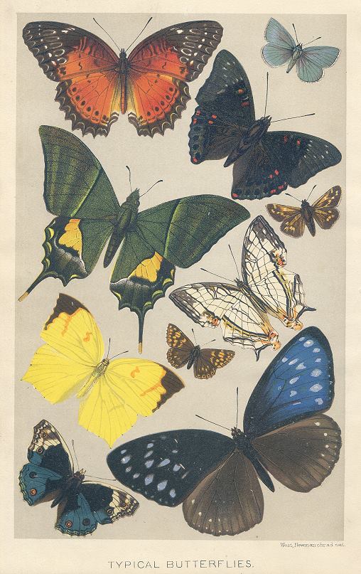 Typical Butterflies, 1895