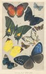 Typical Butterflies, 1895