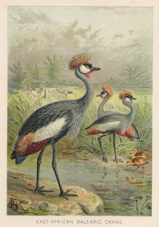 East African Balearic Crane, 1895