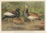 Florican & MacQueens Bustard, 1895