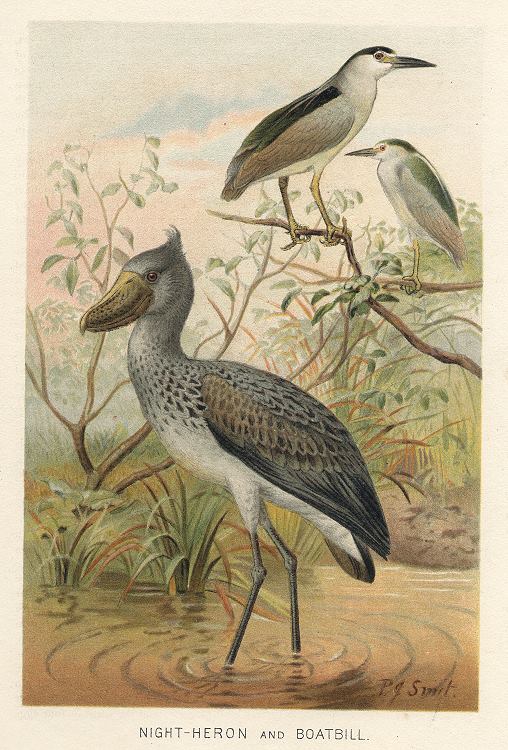 Night-Heron & Boatbill, 1895