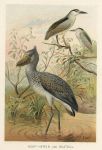 Night-Heron & Boatbill, 1895