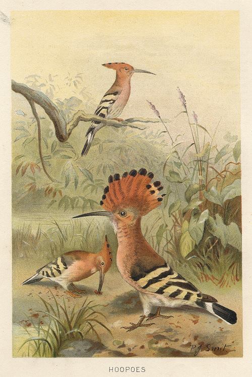 Hoopoes, 1895