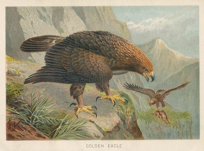 Golden Eagle, 1895