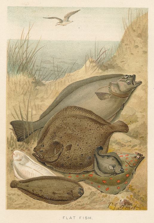 Flat Fish, 1895