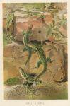 Wall Lizards, 1895