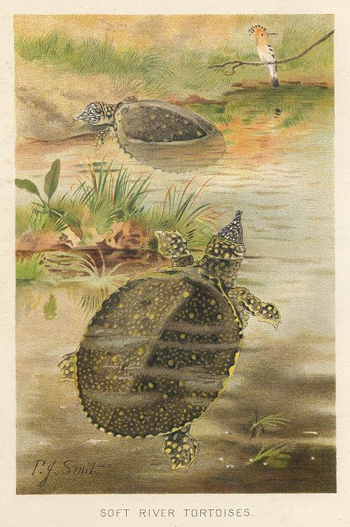 Soft River Tortoises, 1895