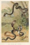 Rat-Snake & Cobras, 1895