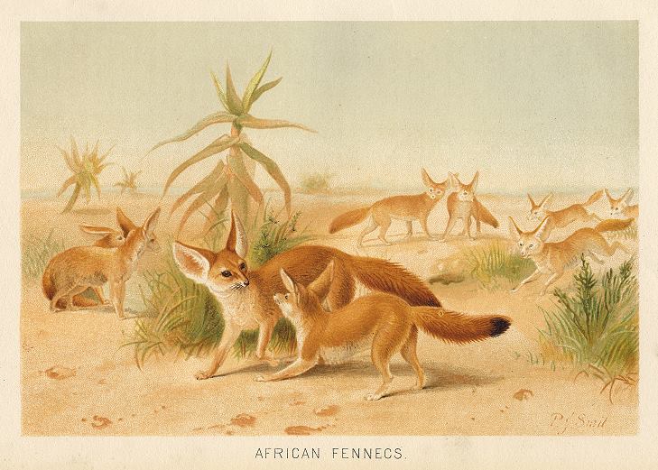 African Fennecs, 1895