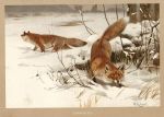 Common Fox, 1895