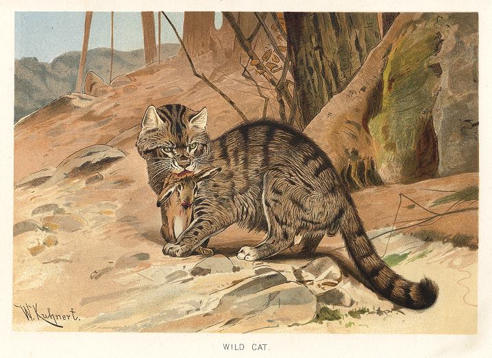 Wild Cat, 1895