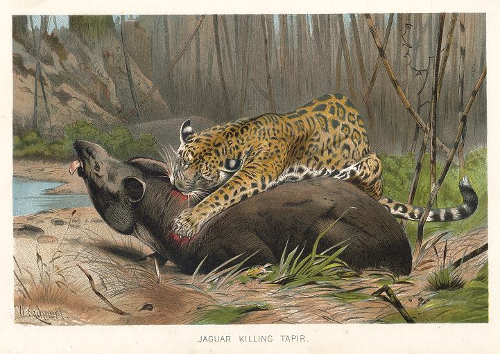 Jaguar Killing a Tapir, 1895